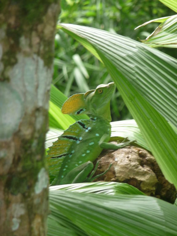 Topos Tree House Cahuita Buitenkant foto
