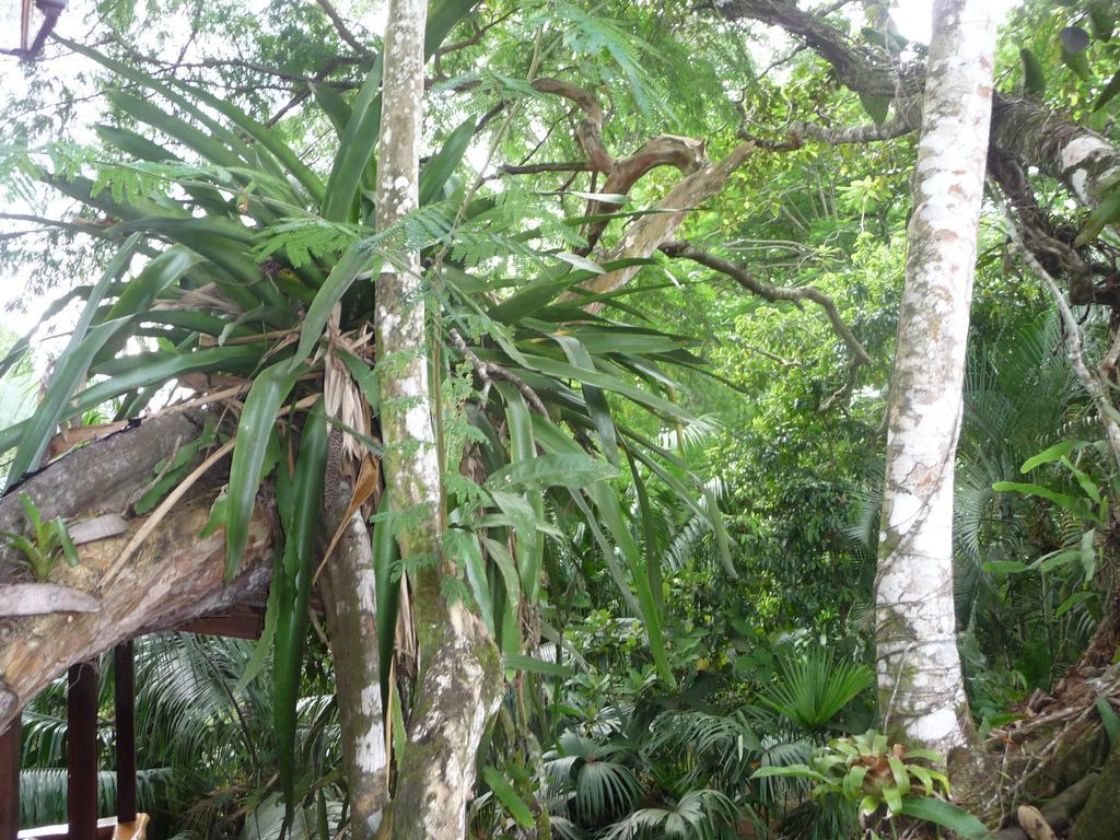 Topos Tree House Cahuita Buitenkant foto