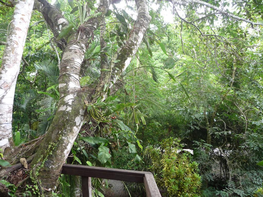 Topos Tree House Cahuita Buitenkant foto