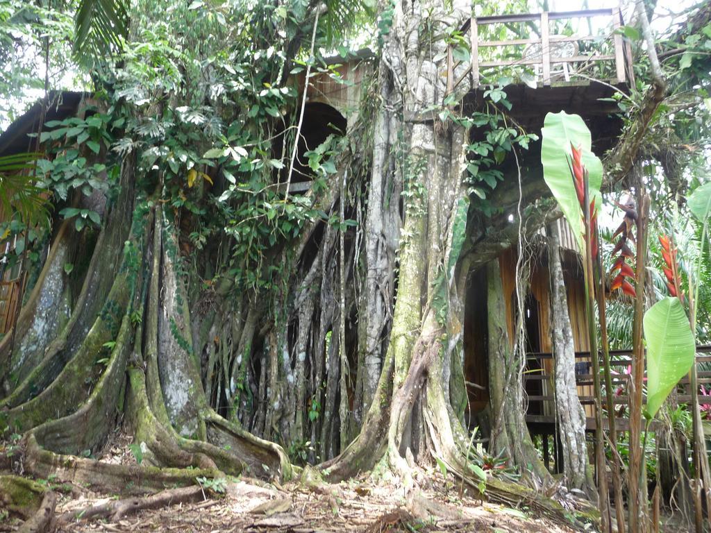 Topos Tree House Cahuita Buitenkant foto