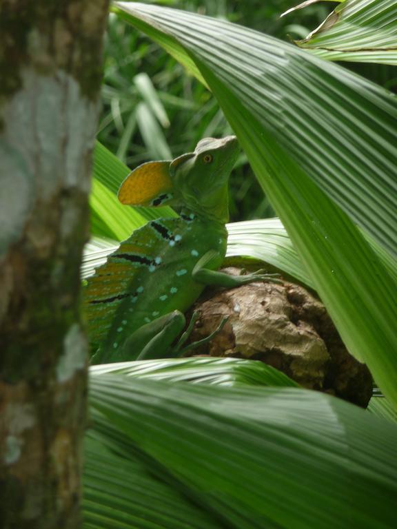 Topos Tree House Cahuita Buitenkant foto